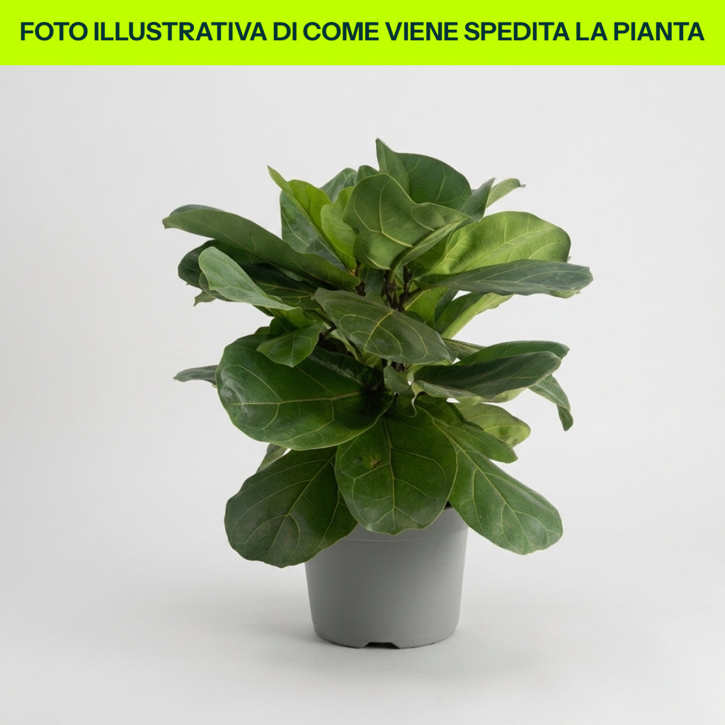Ficus lyrata 17 cm