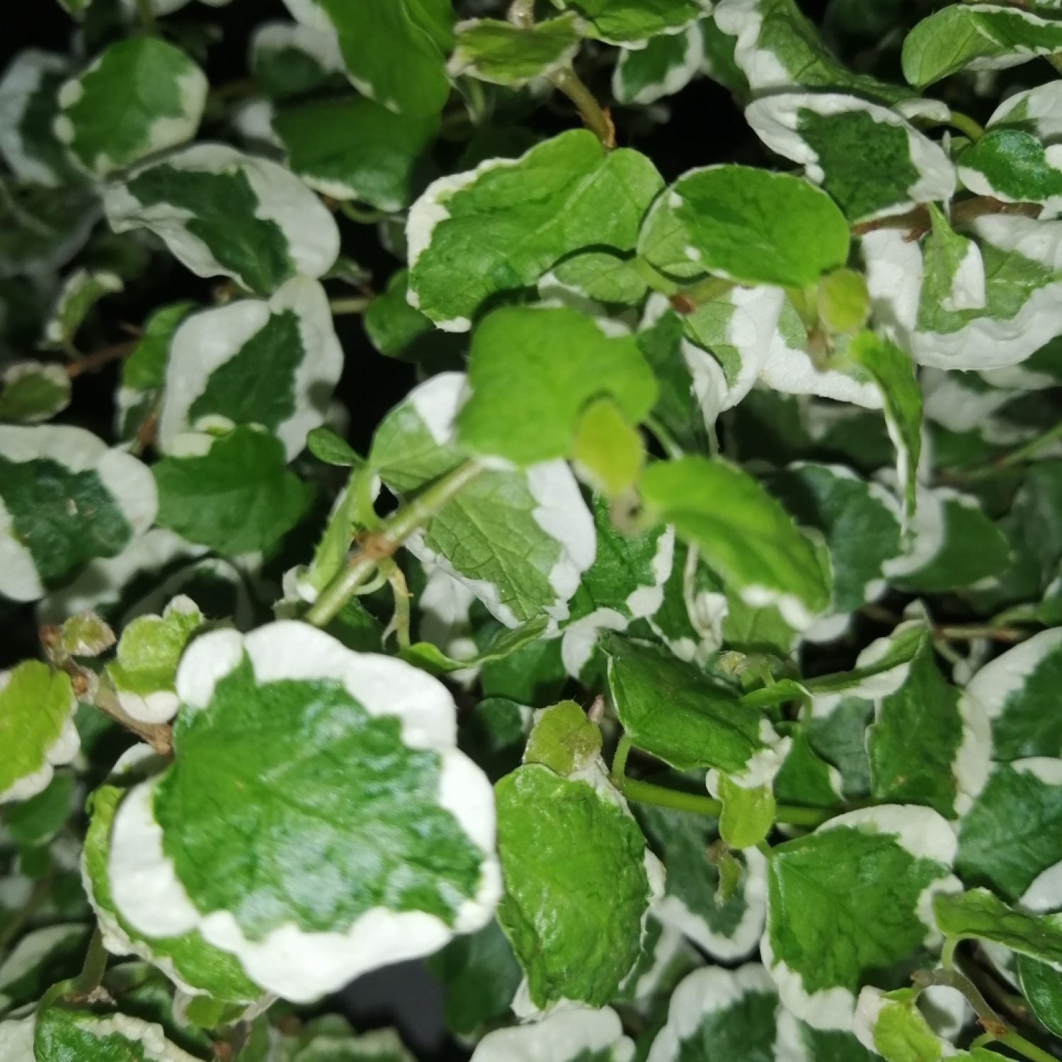 Ficus Pumila Belle Sunny in vaso da 11cm