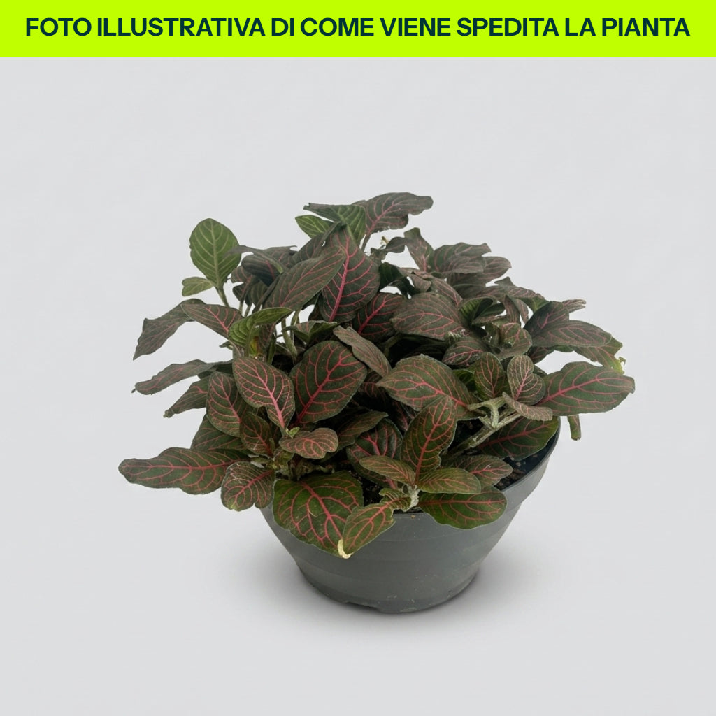 FITTONIA COLORI ASSORTITI IN CIOTOLA 17CM