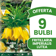 OFFERTA 9 BULBI DI FRITILLARIA IMPERIALIS LUTEA
