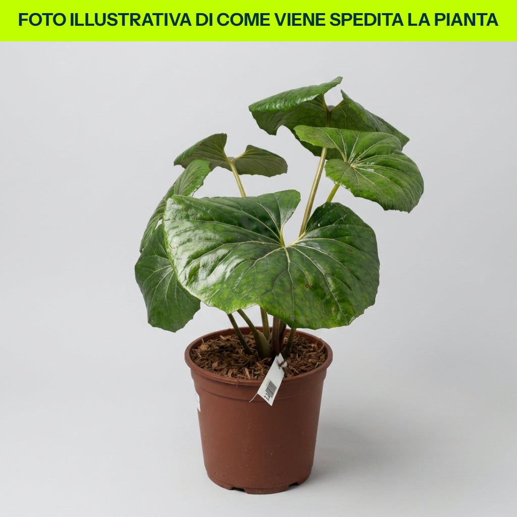 Guzmania Yeltix en pot de 12 cm