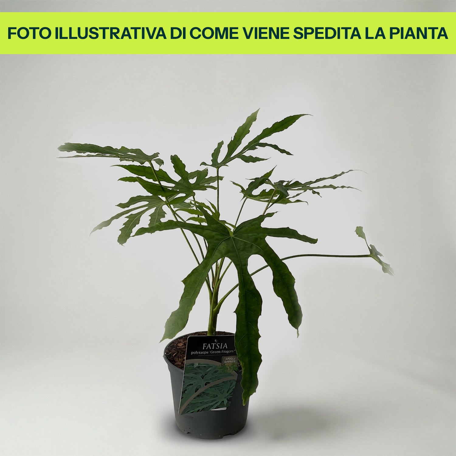 Guzmania Yeltix en pot de 12 cm