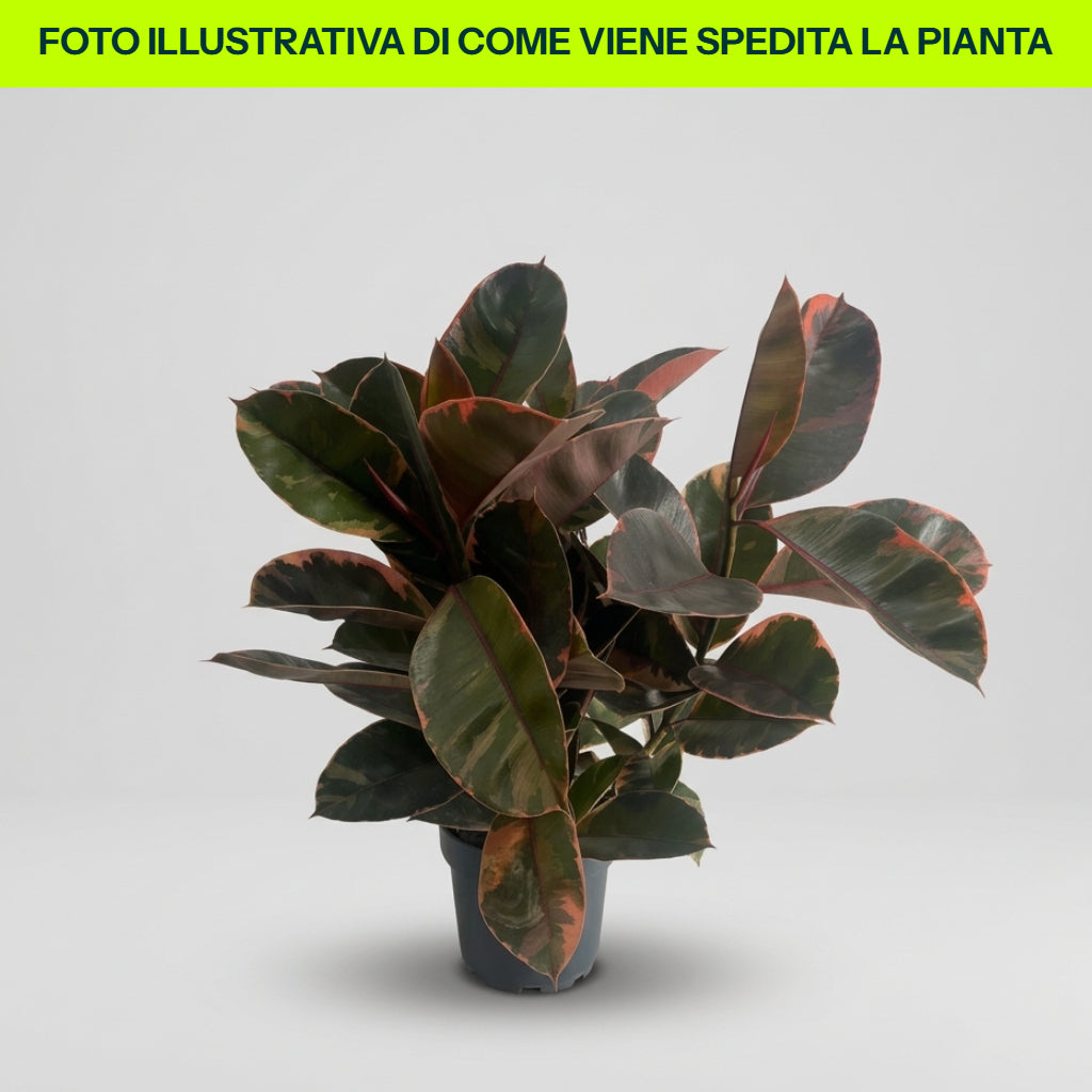 Guzmania Yeltix en pot de 12 cm