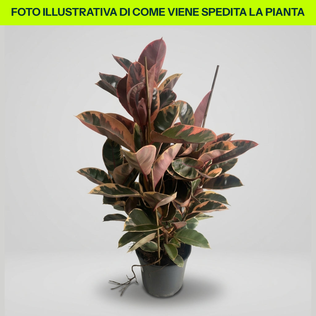 Guzmania Yeltix en pot de 12 cm