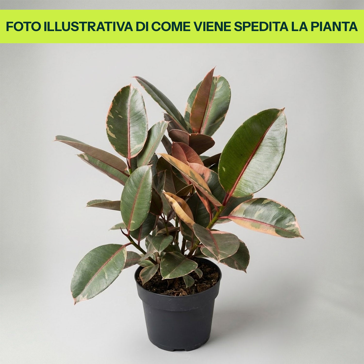 Ficus Elastica Belize in Vaso da 21cm