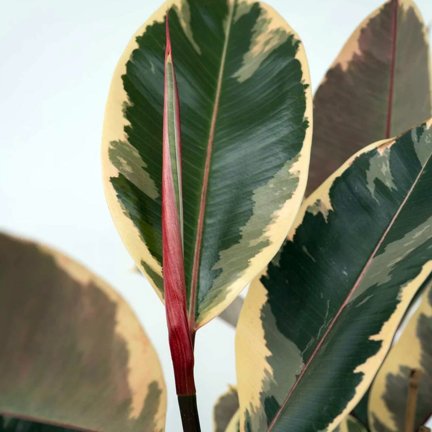 Ficus Elastica Tineke in Vaso da 17cm