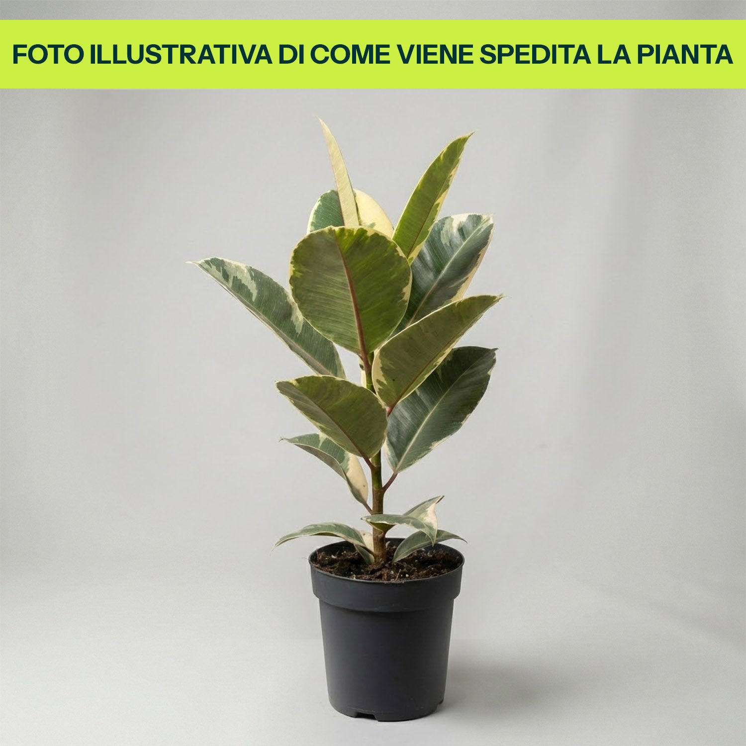 Ficus Elastica Tineke in Vaso da 17cm
