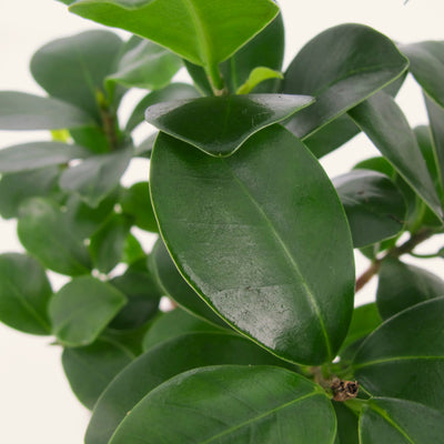 Ficus Microcarpa Ginseng in Vaso da 14cm