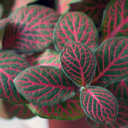 Fittonia en pot de 12 cm
