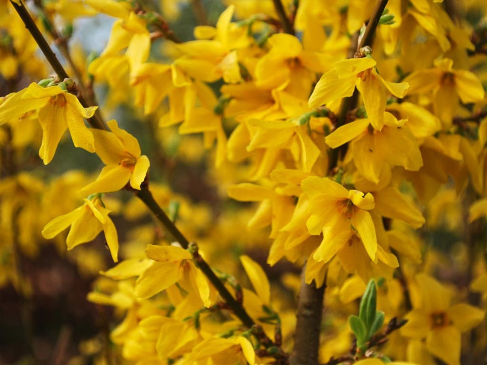 Guzmania Yeltix en pot de 12 cm