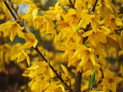 Guzmania Yeltix en pot de 12 cm