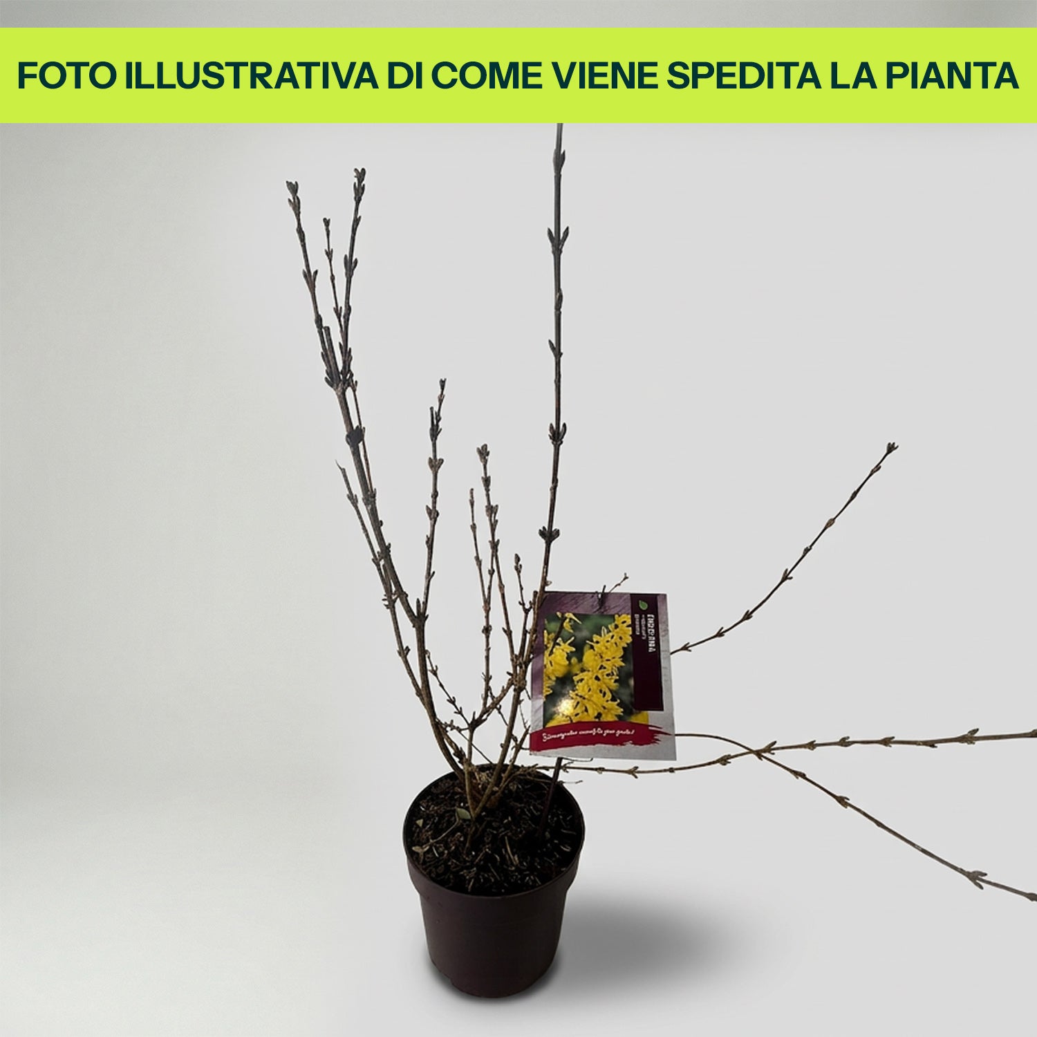 Guzmania Yeltix en pot de 12 cm