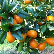 Guzmania Yeltix en pot de 12 cm