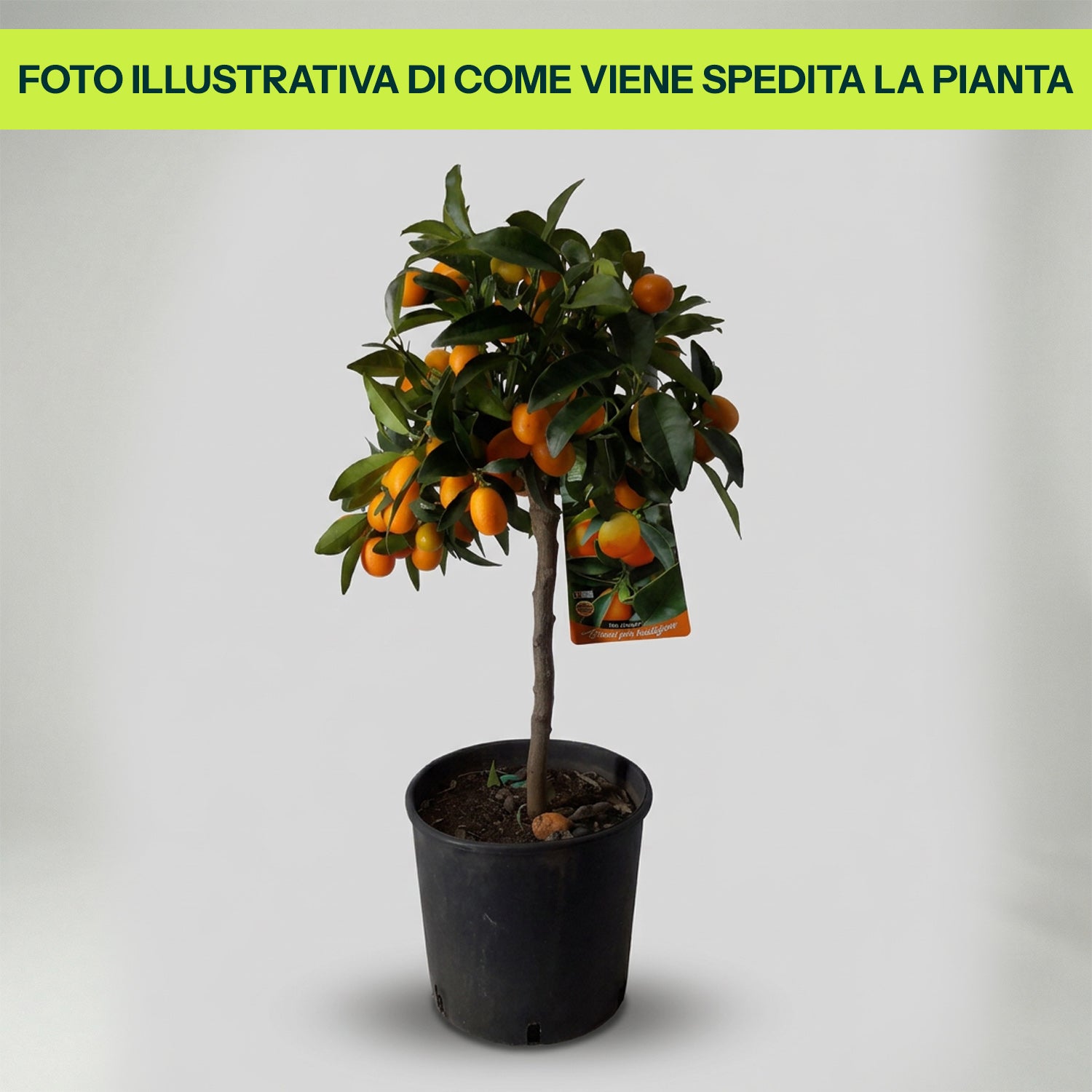 Guzmania Yeltix en pot de 12 cm