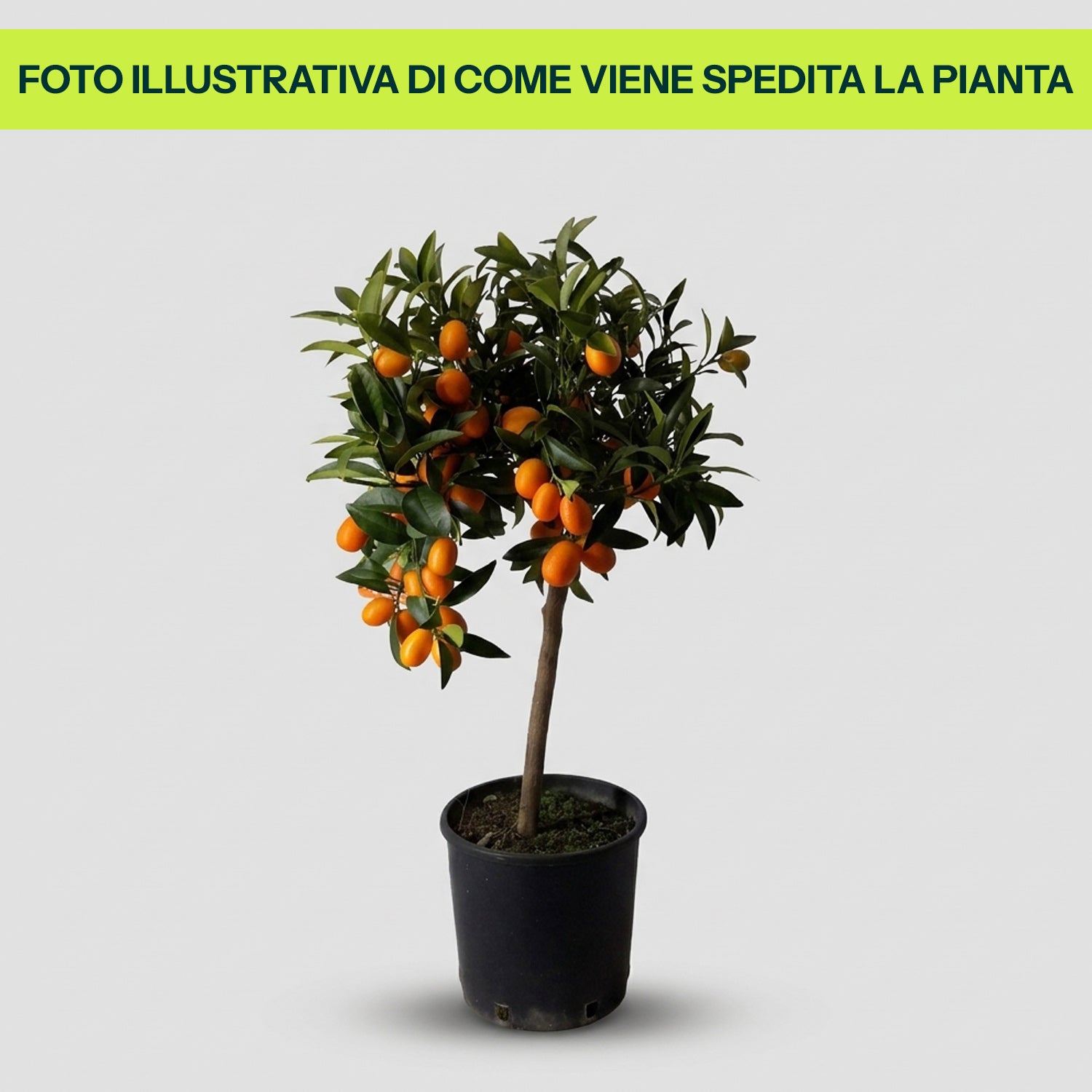 Fortunella Kumquat Extra in Vaso da 18cm