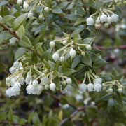 Thé de Gaultheria procumbens du Canada