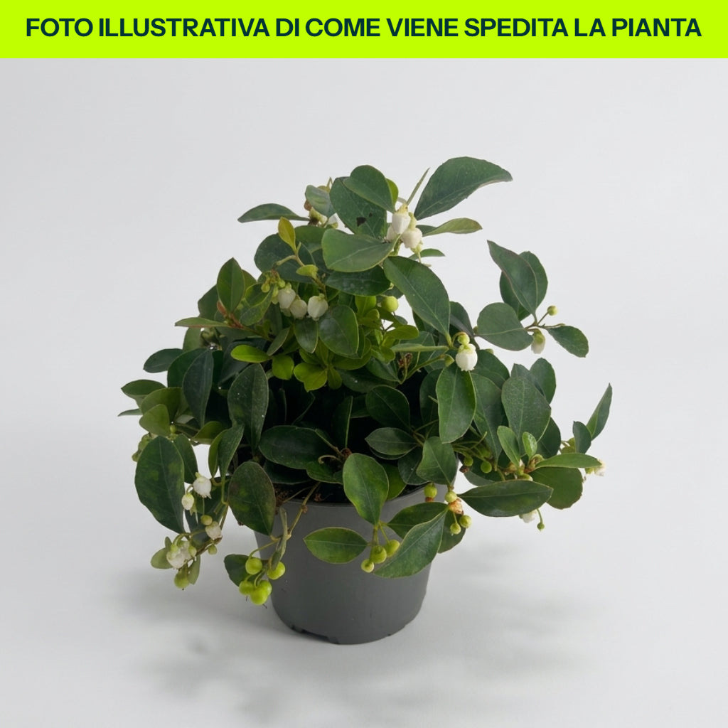 Thé de Gaultheria procumbens du Canada
