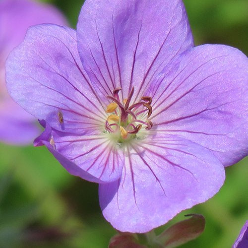 Geranium Rozanne in Vaso da 17cm
