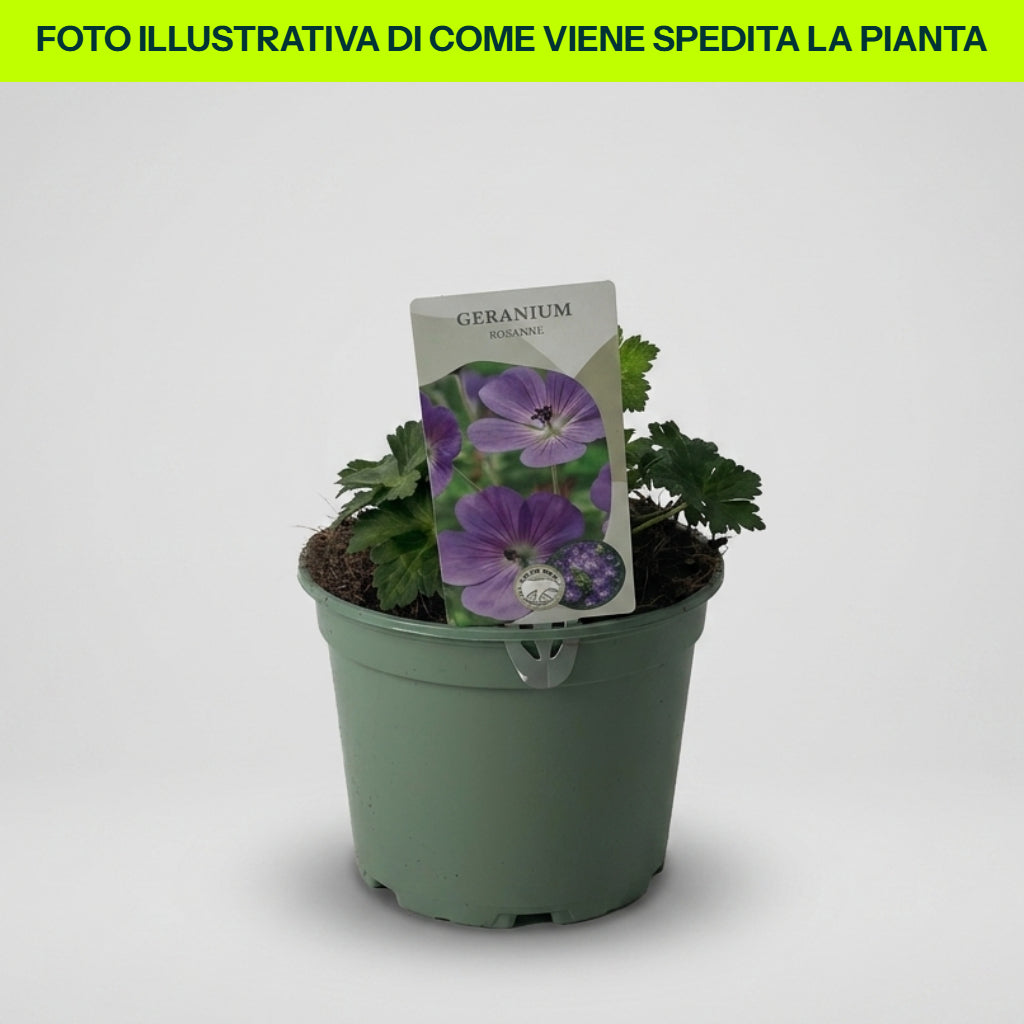 Geranium Rozanne in Vaso da 17cm
