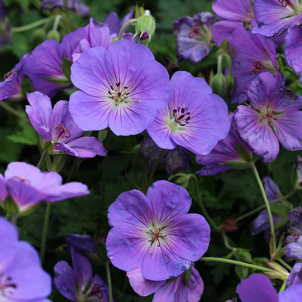 Geranium Bloom Me Away in vaso da 18cm