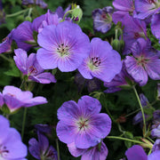 Geranium Bloom Me Away in vaso da 18cm