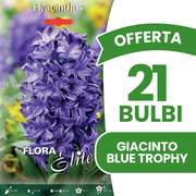 Blaue Trophäenhyazinthe (3er-Packung)
