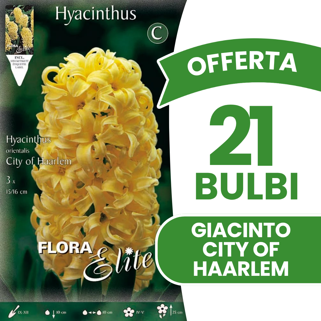 JACINTHE DE LA VILLE DE HAARLEM (PAQUET DE 3 BULBES)