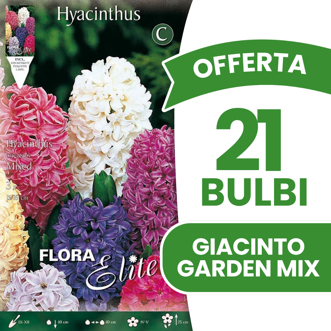 JACINTHES DE JARDIN COULEURS MIXTES (PAQUET DE 3 BULBES)