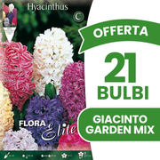 JACINTHES DE JARDIN COULEURS MIXTES (PAQUET DE 3 BULBES)