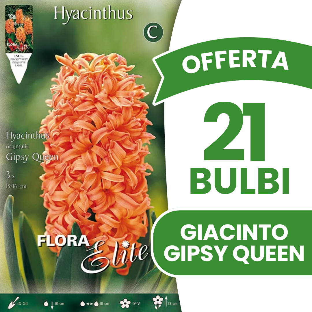 Jacinthe GIPSY QUEEN (paquet de 3 bulbes)