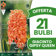 Jacinthe GIPSY QUEEN (paquet de 3 bulbes)