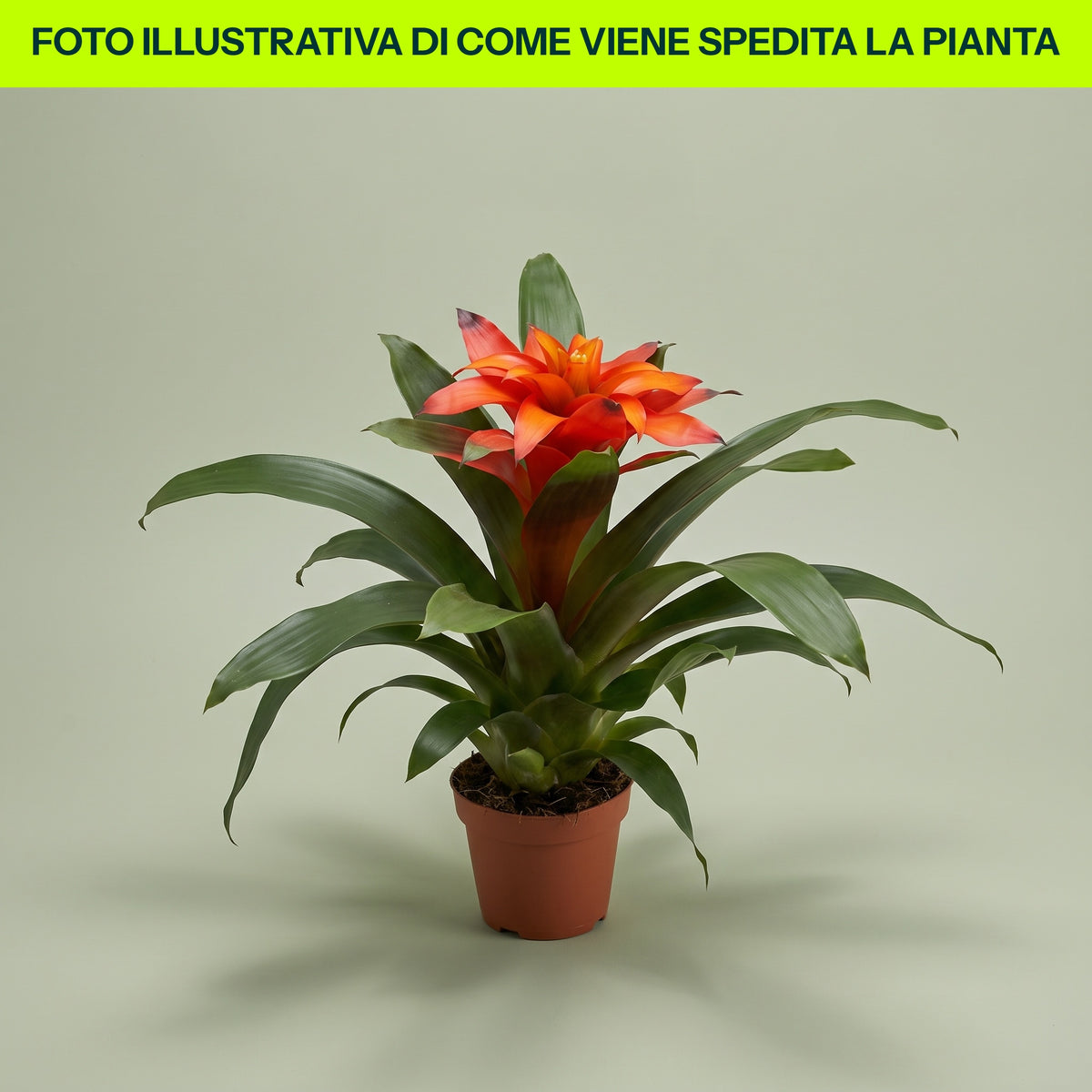 GUZMANIA BROMELIA ROSSA IN VASO 17CM VARIETA' ASSORTITE
