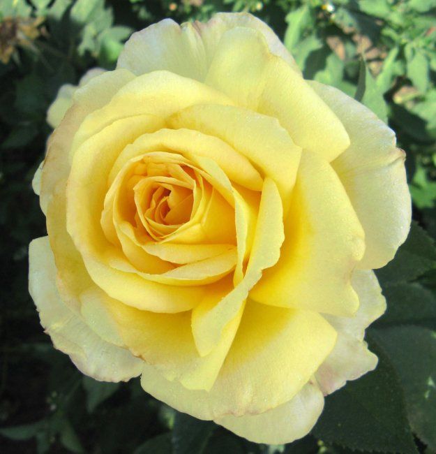 ROSA GOLDEN SILK GRANDE FIORE