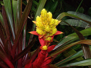 Guzmania Yeltix im 12-cm-Topf