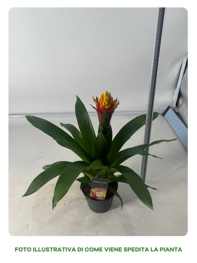 Guzmania Yeltix in Vaso da 12cm