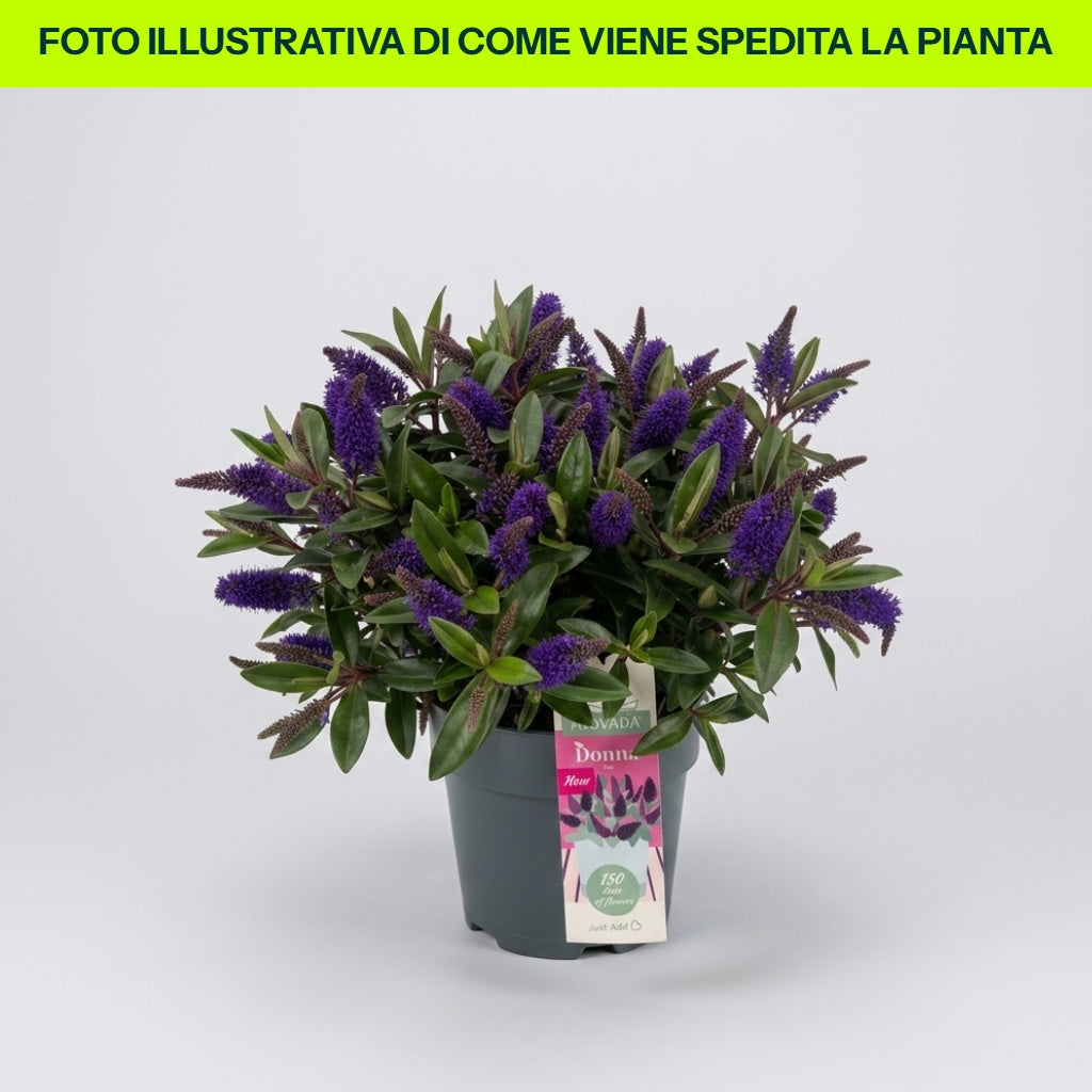 HEBE ADDENDA DONNA EMMA DUNKELROSA VASE 15CM