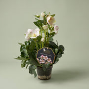 HELLEBORUS WINTERBALLETT IM 13-CM-TOPF, VERSCHIEDENE FARBEN: WEISS, ROSA, DUNKELROSA