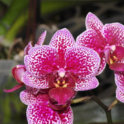 Phalaenopsis Hornglin in vaso da 17cm