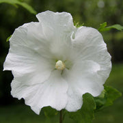 HIBISCUS IBISCO SYRIACUS TUTTO BIANCO SPECIOSUS IN VASO 19CM