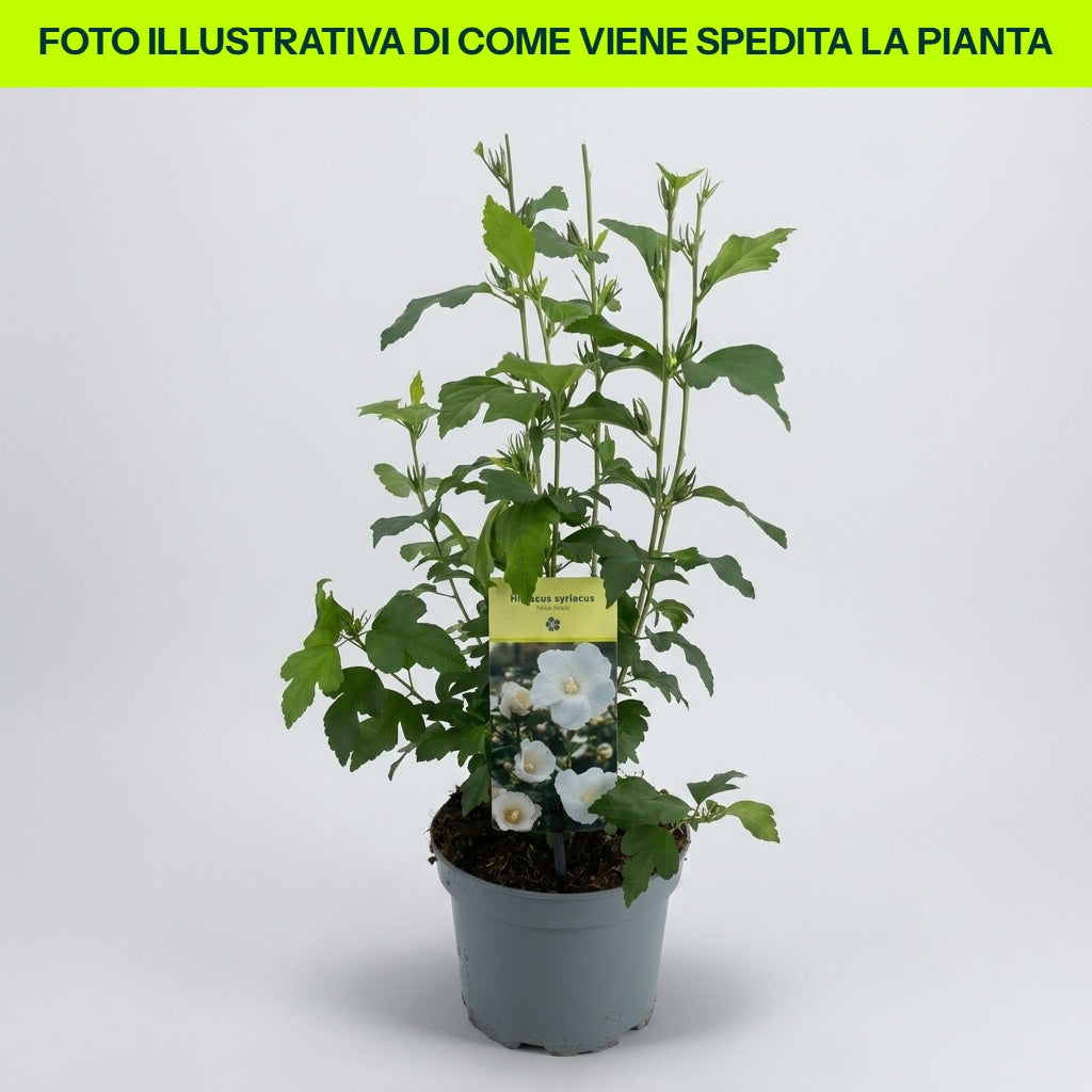 HIBISCUS IBISCO SYRIACUS TUTTO BIANCO SPECIOSUS IN VASO 19CM