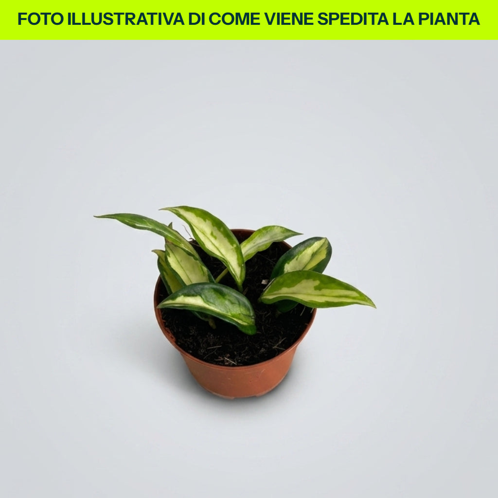 HOYA CARNOSA TRICOLOR FIORE DI CERA VASO 9CM