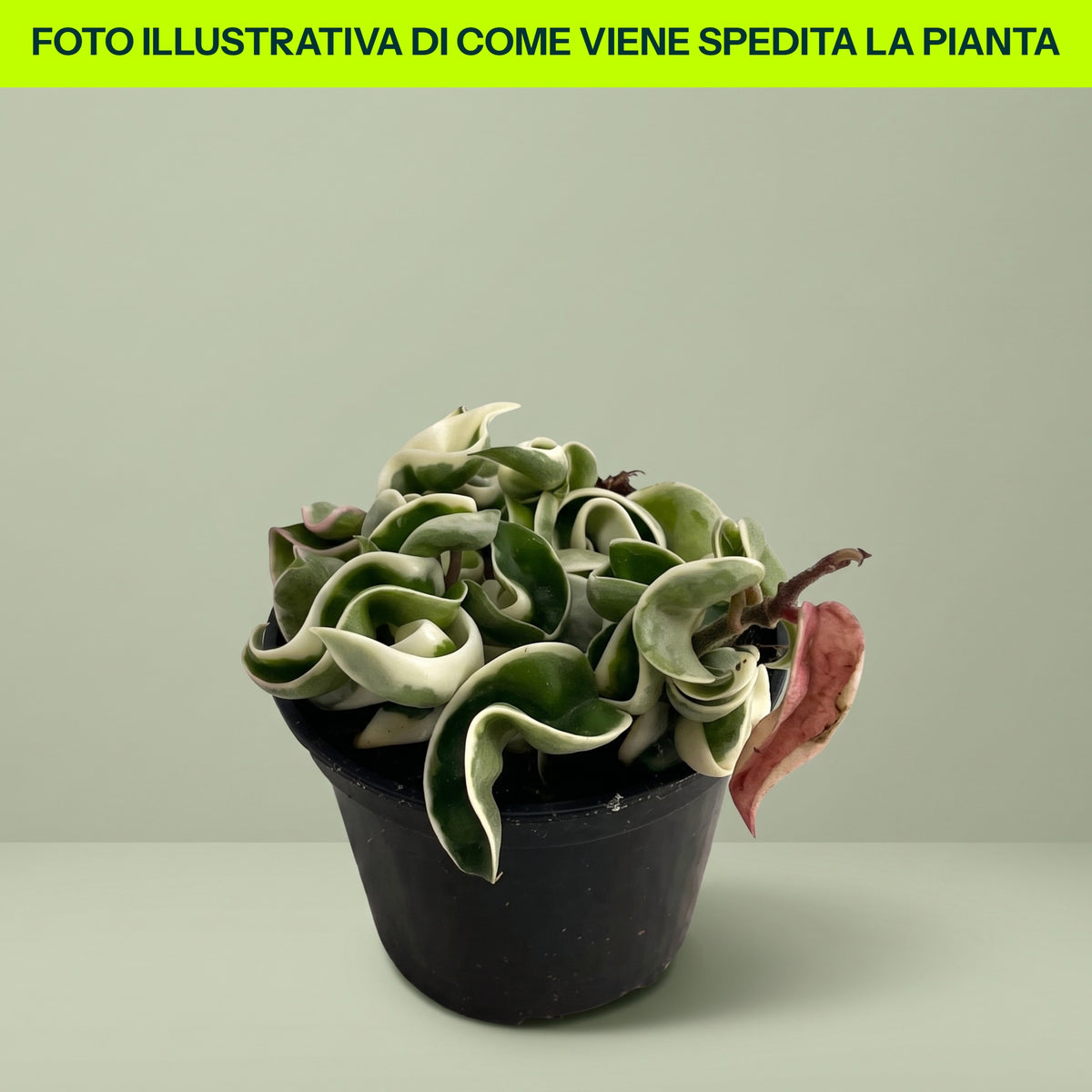 HOYA CARNOSA COMPACTA VARIEGATA FIORE DI CERA VASO 9CM
