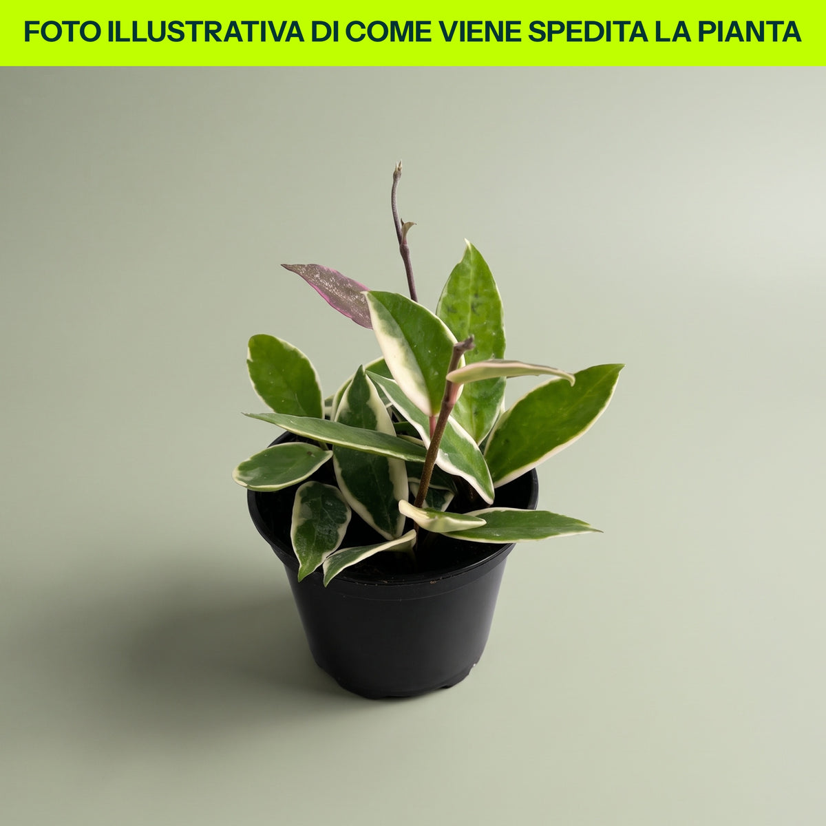 HOYA KRIMSON QUEEN FIORE DI CERA VASO 10CM