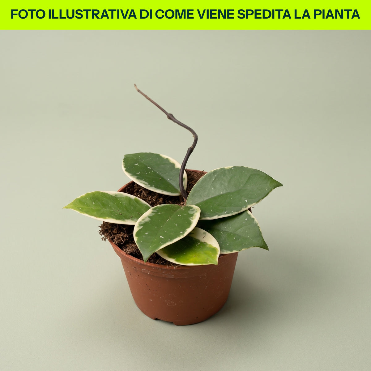 Hoya Flamingo Dream Pink in Vaso da 9cm