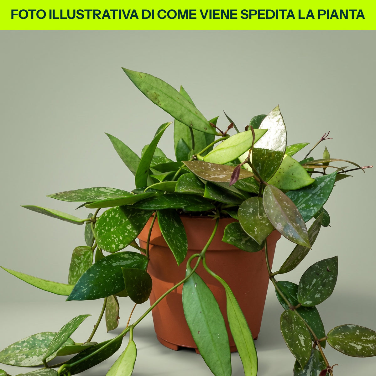 Wachsblume Hoya Gracilis, 12 cm Topf