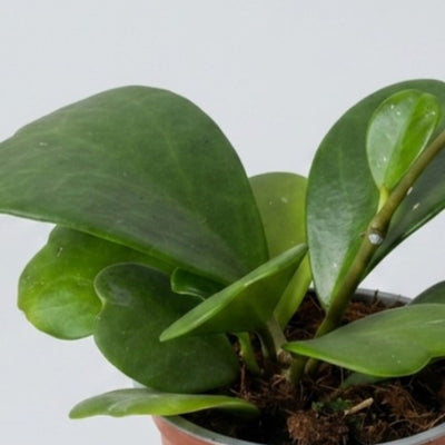 Hoya Kerry in vaso da 12cm