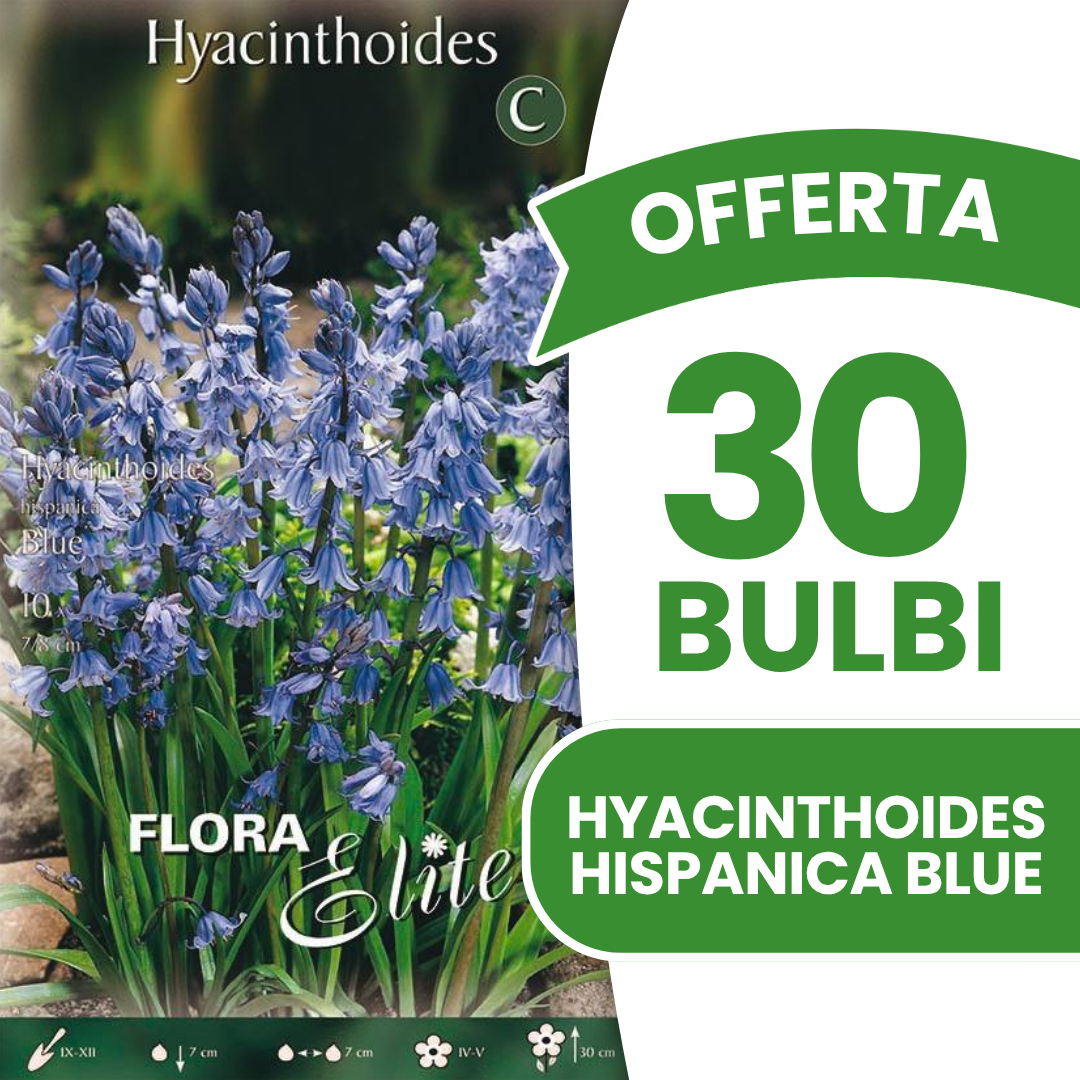 Offerta 30 Bulbi di Giacinto dei boschi spagnolo blu