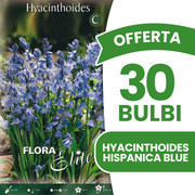 Offerta 30 Bulbi di Giacinto dei boschi spagnolo blu