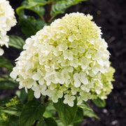 Hydrangea Paniculata Graffiti im 18-cm-Topf