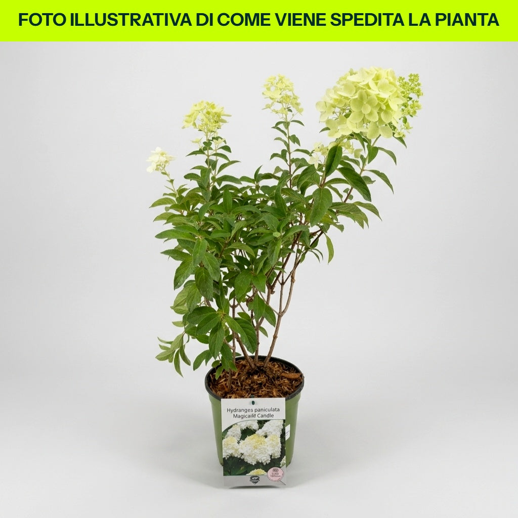Hydrangea Paniculata Graffiti im 18-cm-Topf